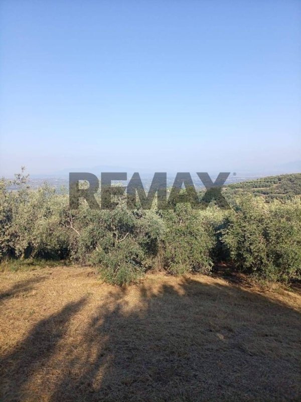 terreno agricolo in vendita a Vinci in zona Vitolini