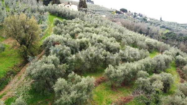 terreno agricolo in vendita a Vinci in zona Vitolini