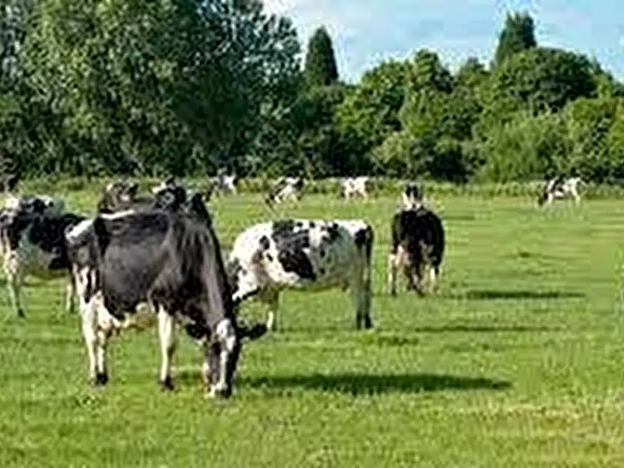 azienda agricola in vendita a Figline e Incisa Valdarno in zona Figline Valdarno