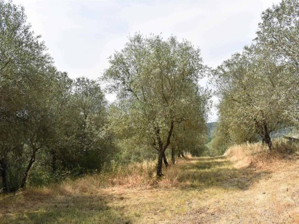 terreno agricolo in vendita a Figline e Incisa Valdarno in zona Massa