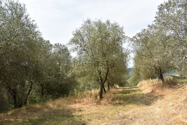 terreno agricolo in vendita a Figline e Incisa Valdarno