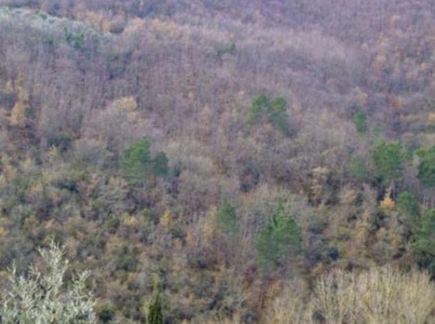 terreno agricolo in vendita a Figline e Incisa Valdarno in zona Figline Valdarno