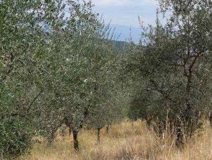 terreno agricolo in vendita a Figline e Incisa Valdarno in zona Figline Valdarno
