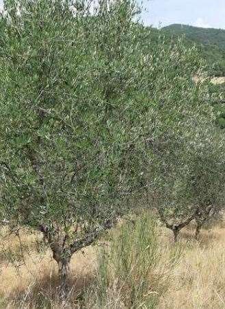 terreno agricolo in vendita a Figline e Incisa Valdarno in zona Figline Valdarno