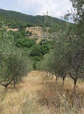 terreno agricolo in vendita a Figline e Incisa Valdarno in zona Figline Valdarno