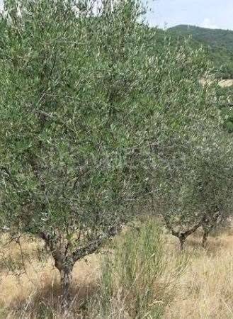 appartamento in vendita a Figline e Incisa Valdarno