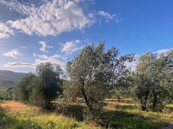 terreno agricolo in vendita a Figline e Incisa Valdarno