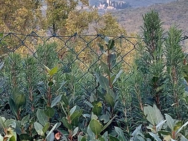 casa indipendente in vendita a Barberino Tavarnelle