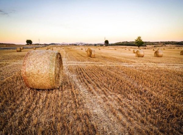 terreno agricolo in vendita a Bellinzago Novarese