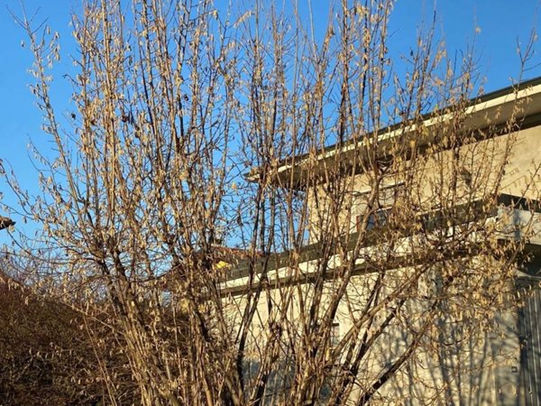 casa indipendente in vendita a Borgo Ticino