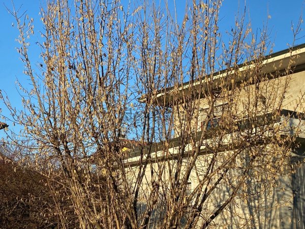 casa indipendente in vendita a Borgo Ticino