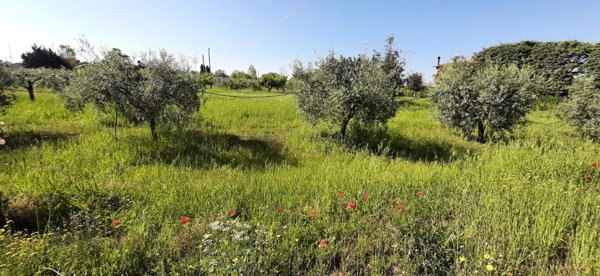 terreno agricolo in vendita a Bibbona in zona Marina di Bibbona