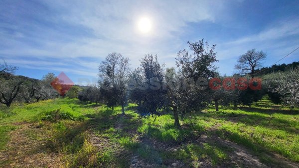 terreno agricolo in vendita a Bibbona