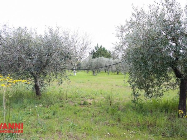 terreno agricolo in vendita a Bibbona in zona Marina di Bibbona