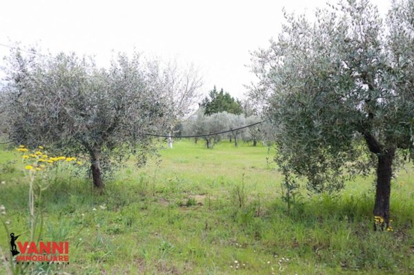 terreno agricolo in vendita a Bibbona in zona Marina di Bibbona