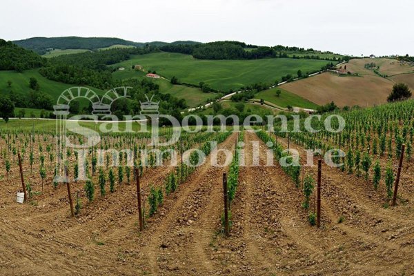 terreno agricolo in vendita a Bibbona