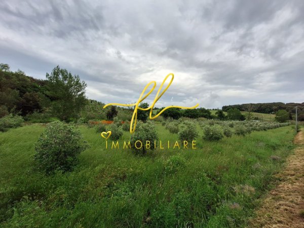 terreno agricolo in vendita a Bibbona