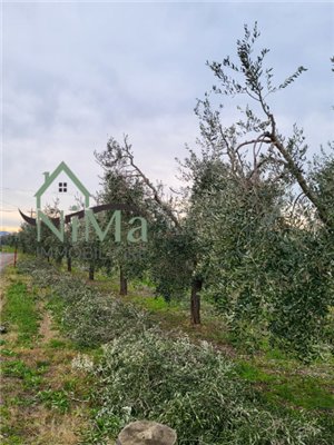 terreno agricolo in vendita a Bibbona in zona La California