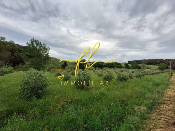 terreno agricolo in vendita a Bibbona