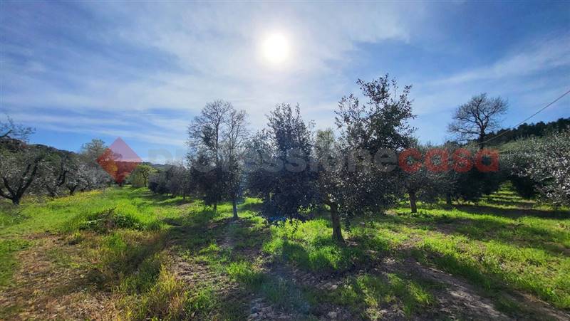 terreno agricolo in vendita a Bibbona