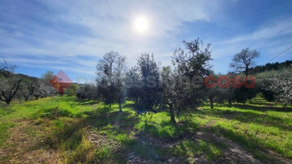 terreno agricolo in vendita a Bibbona