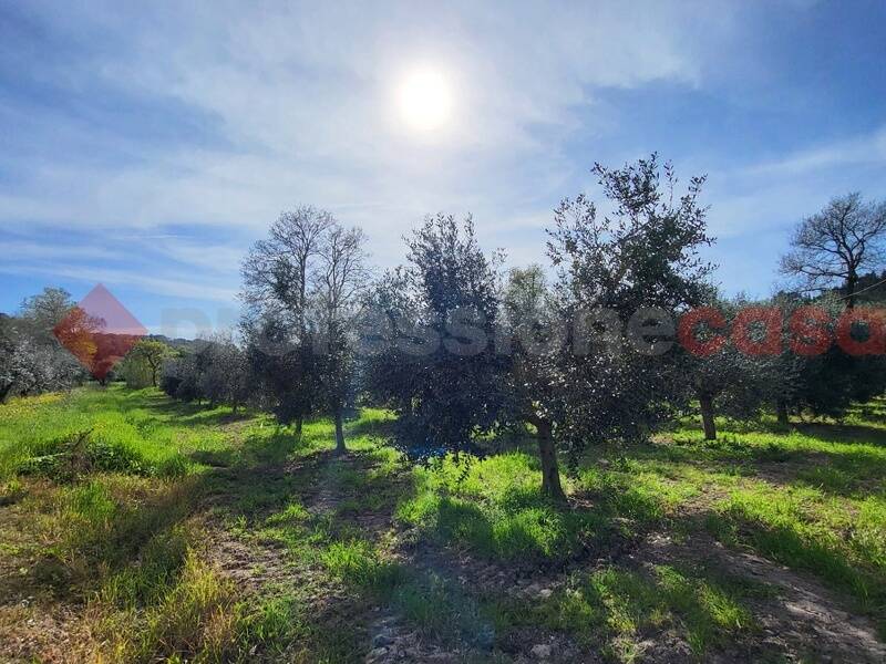 terreno agricolo in vendita a Bibbona