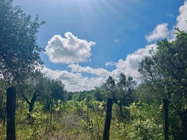 terreno agricolo in vendita a Bibbona