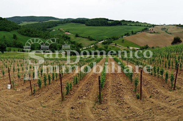terreno agricolo in vendita a Bibbona