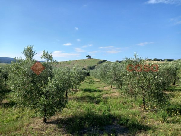 casa indipendente in vendita a Bibbona in zona Marina di Bibbona