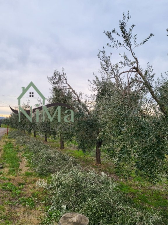 terreno agricolo in vendita a Bibbona in zona La California
