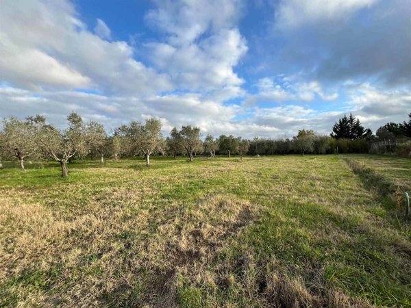 terreno agricolo in vendita a Bibbona in zona Marina di Bibbona