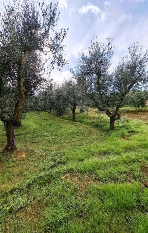 terreno agricolo in vendita a Bibbona
