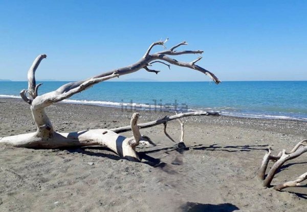 appartamento in vendita a Bibbona in zona Marina di Bibbona