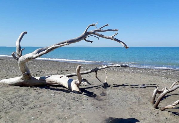 appartamento in vendita a Bibbona in zona Marina di Bibbona