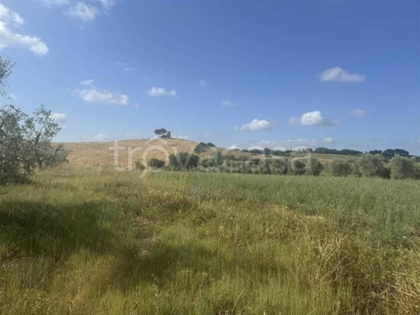 terreno agricolo in vendita a Bibbona