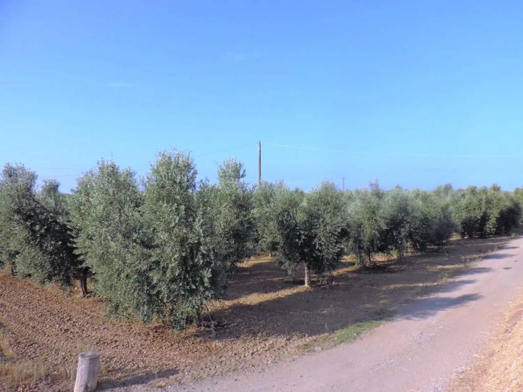 terreno agricolo in vendita a Bibbona
