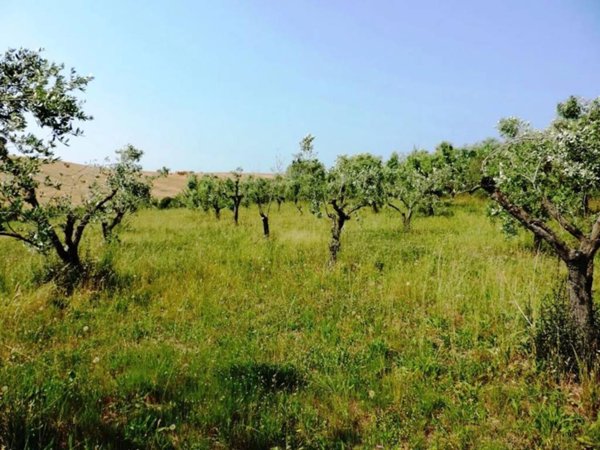 terreno agricolo in vendita a Bibbona