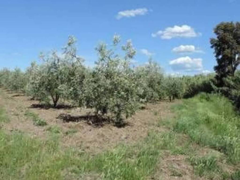 terreno agricolo in vendita a Bibbona