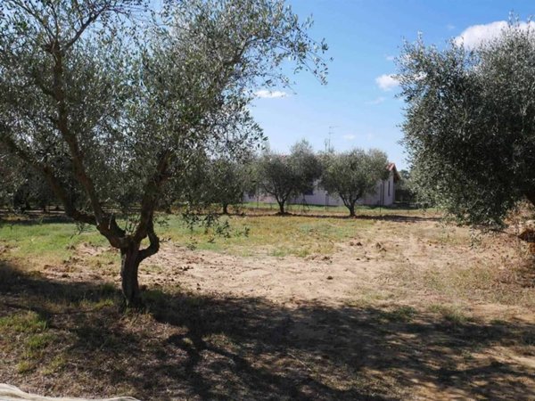 terreno agricolo in vendita a Bibbona in zona La California