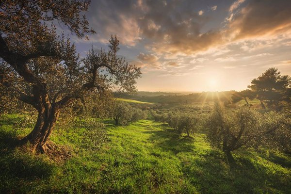 appartamento in vendita a Bibbona