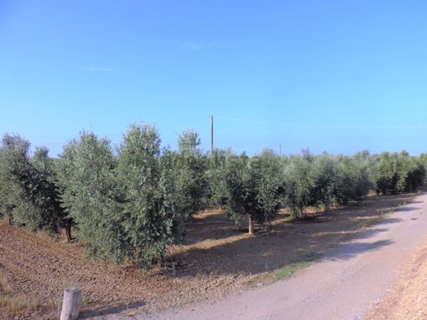 terreno agricolo in vendita a Bibbona