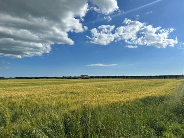 terreno agricolo in vendita a Bibbona