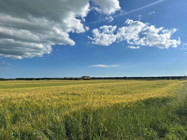 terreno agricolo in vendita a Bibbona