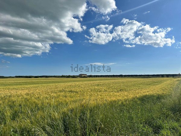 terreno agricolo in vendita a Bibbona