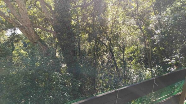 appartamento in vendita a Bibbona