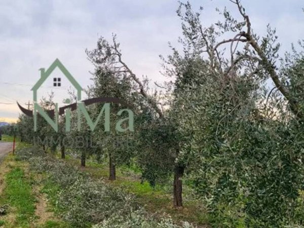 terreno agricolo in vendita a Bibbona in zona La California