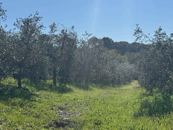 terreno agricolo in vendita a Bibbona