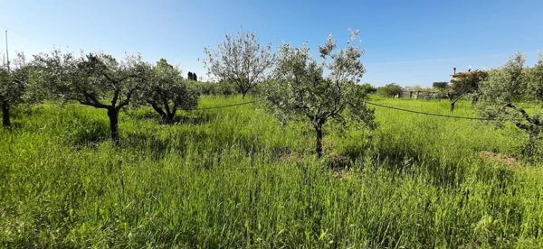 terreno agricolo in vendita a Bibbona in zona Marina di Bibbona