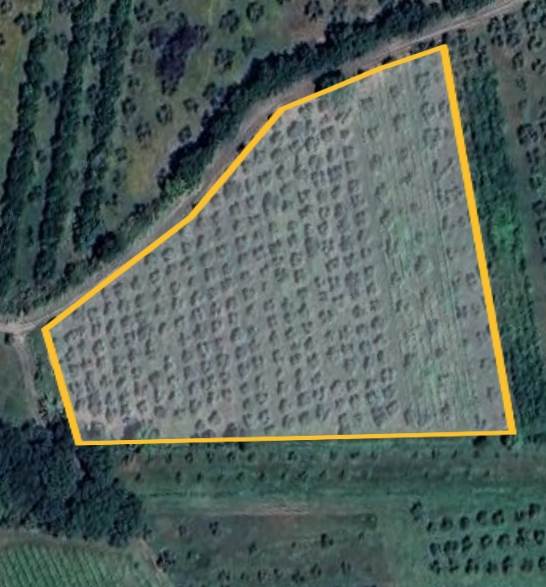 terreno agricolo in vendita a Bibbona