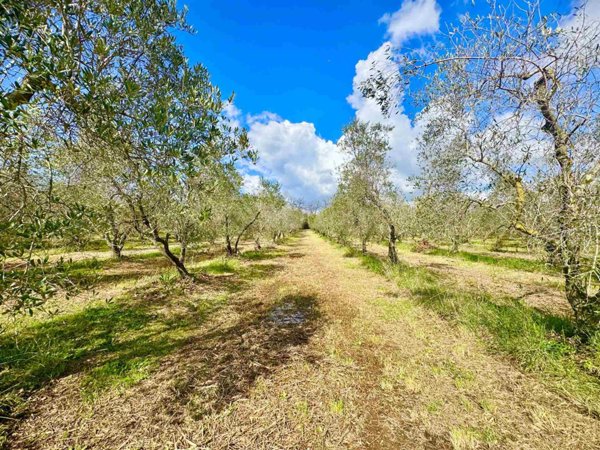 terreno agricolo in vendita a Bibbona